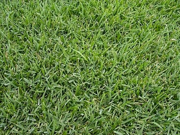 Empire Zoysia
