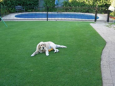 Village Green Premium Kikuyu